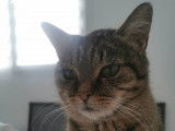 Chatte de 6 ans à adopter