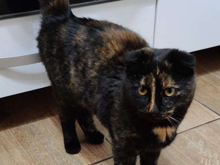 Chatte à adopter
