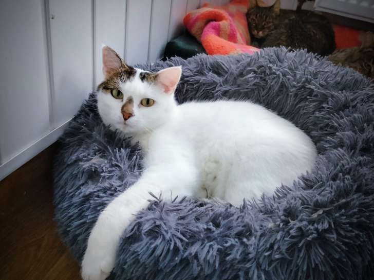 Chat tigré blanc à adopter