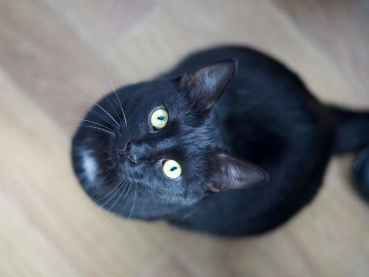 Chat noir tacheté de blanc à adopter