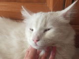 Achille: chat blanc de 3 ans