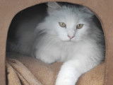 Achille: chat blanc de 3 ans