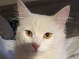 Achille: chat blanc de 3 ans