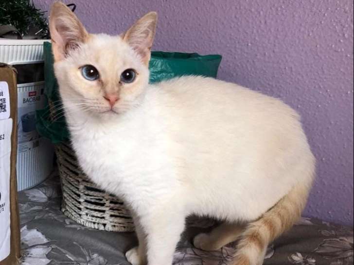Chatte abricot à adopter