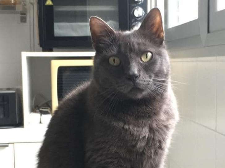 Chat Chartreux gris à adopter