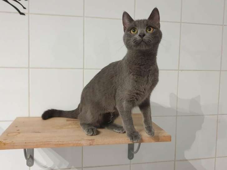 Chatte grise à adopter