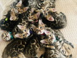 Chatons Bengals à vendre (8 femelles  & 2 Mâles)