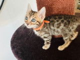 Chatons Bengals à vendre (8 femelles  & 2 Mâles)
