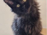 Chaton Maine Coon à vendre