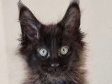 Chaton Maine Coon à vendre