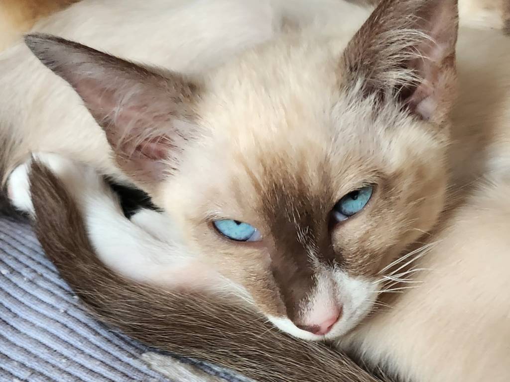 Adorables chatons Siamois à vendre Petite Annonce chat