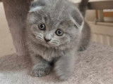 Chaton femelle Scottish Fold, British shorthair à vendre