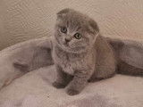 Chaton femelle Scottish Fold, British shorthair à vendre