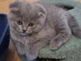 Chaton femelle Scottish Fold, British shorthair à vendre