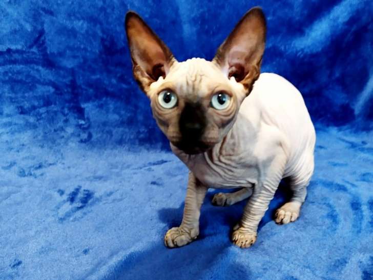 Chatons sphynx loof seal point