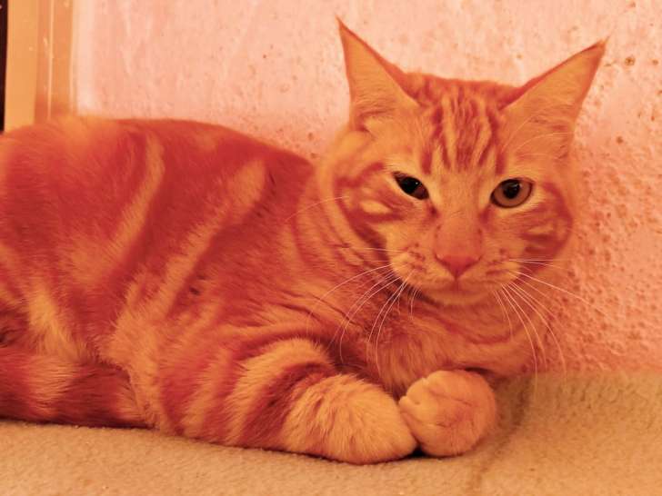 Chat gris et blanc à donner