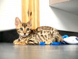 Femelle Bengal brown porteuse de bleu &agrave; vendre