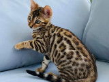 Femelle Bengal brown porteuse de bleu &agrave; vendre