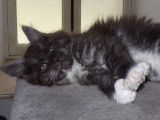Superbes chatons Maine Coon LOOF à vendre