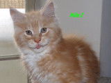Superbes chatons Maine Coon LOOF à vendre