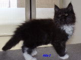 Superbes chatons Maine Coon LOOF à vendre