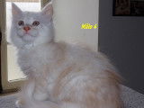 Superbes chatons Maine Coon LOOF à vendre