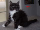 Superbes chatons Maine Coon LOOF à vendre