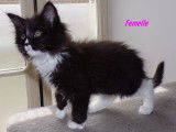 Superbes chatons Maine Coon LOOF à vendre