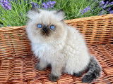 Chaton Persan Himalayen /colourpoint aux yeux très bleus