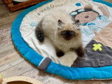Chaton Persan Himalayen /colourpoint aux yeux très bleus