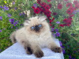 Chaton Persan Himalayen /colourpoint aux yeux très bleus