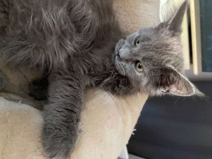 Femelle  Maine Coon LOOF