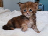 8 chatons Maine Coons LOOF à réserver