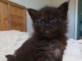 8 chatons Maine Coons LOOF à réserver