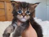 8 chatons Maine Coons LOOF à réserver