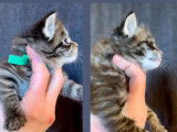 2 chatons Maine Coons non LOOF, de mars 2023, à réserver