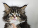 Chatons Maine Coon disponibles à la réservation