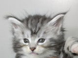 Chatons Maine Coon disponibles à la réservation