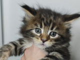 Chatons Maine Coon disponibles à la réservation