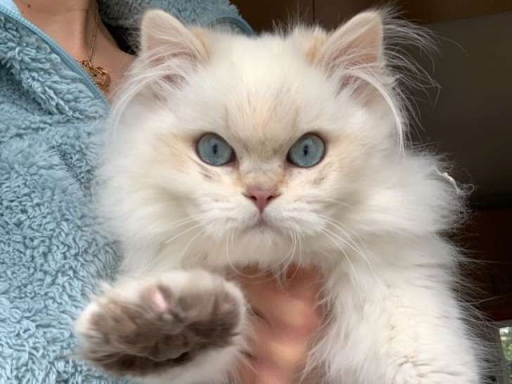 Un chaton mâle British Longhair LOOF, de novembre 2022, à vendre