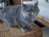 Une chatte Exotic Shorthair LOOF, de mars 2016, à vendre