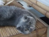 Une chatte Exotic Shorthair LOOF, de mars 2016, à vendre