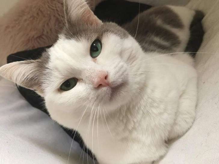 Chatte gris et blanc à donner