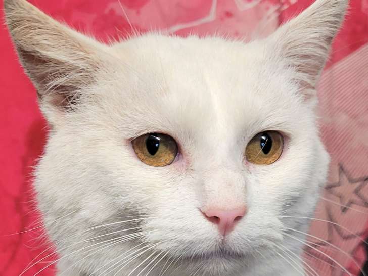 Chat de 2 ans à donner
