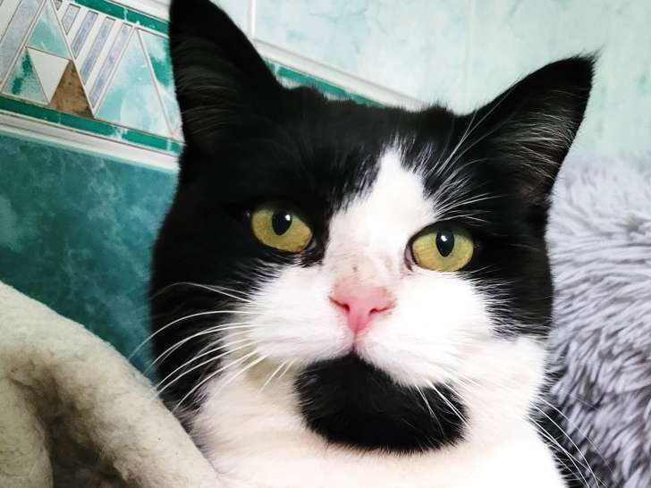 Chatte de 3 ans à adopter