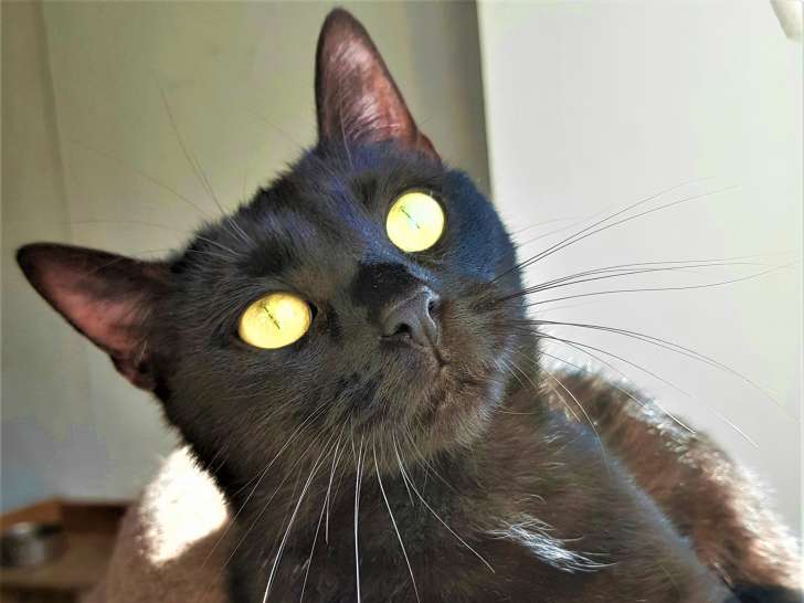 Chatte de 2 ans à adopter