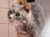 Chat de 6 ans à adopter