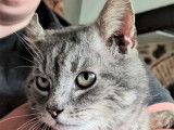 Chat de 6 ans à adopter