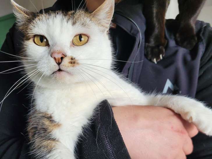 Chatte de 5 ans à adopter