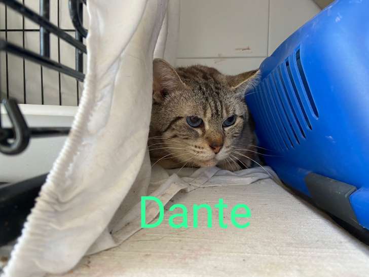 Chat de 2 ans à donner